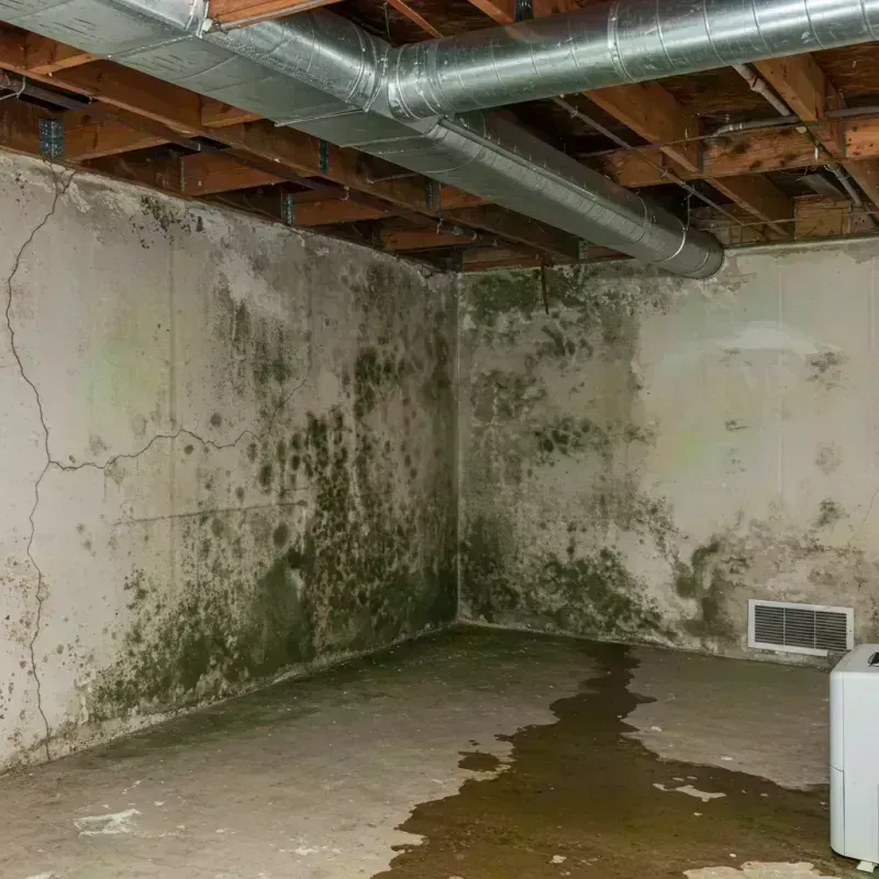 Professional Mold Removal in Saint George, MO